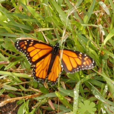 Danaus plexippus (Monarch) at Freshwater Creek, VIC - 17 May 2021 by WendyEM