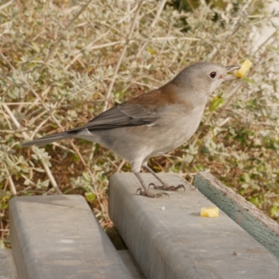 Colluricincla harmonica (Grey Shrikethrush) at Freshwater Creek, VIC - 24 May 2021 by WendyEM