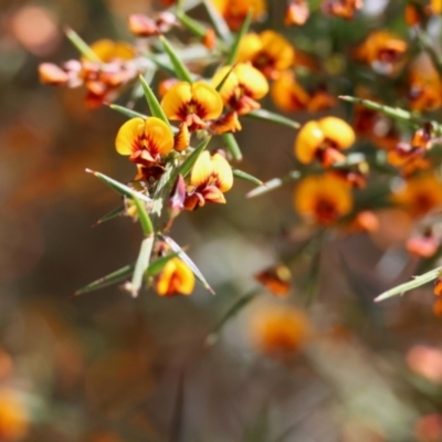 Daviesia ulicifolia subsp. ulicifolia by LisaH