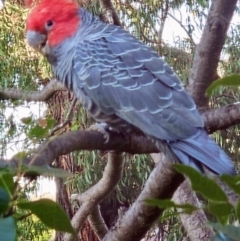 Callocephalon fimbriatum (Gang-gang Cockatoo) at Cook, ACT - 21 Apr 2023 by Jennybach