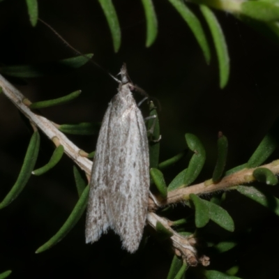 Phryganeutis cinerea (Chezala Group moth) at Freshwater Creek, VIC - 1 May 2021 by WendyEM