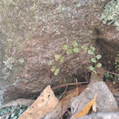 Asplenium flabellifolium (Necklace Fern) at Fadden, ACT - 9 Sep 2024 by LPadg