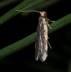 Hoplostega ochroma (a Eulechria Group moth) at Freshwater Creek, VIC - 1 May 2021 by WendyEM