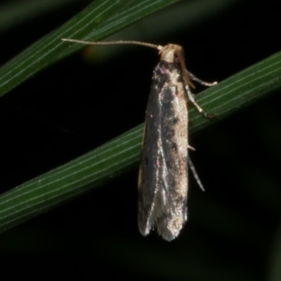 Hoplostega ochroma (a Eulechria Group moth) at Freshwater Creek, VIC - 1 May 2021 by WendyEM