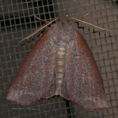 Paralaea porphyrinaria (Chestnut Vein Crest Moth) at Freshwater Creek, VIC - 9 May 2021 by WendyEM