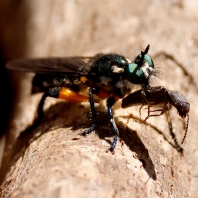 Laphria sp. (Robber fly) at Moruya, NSW - 8 Sep 2024 by LisaH