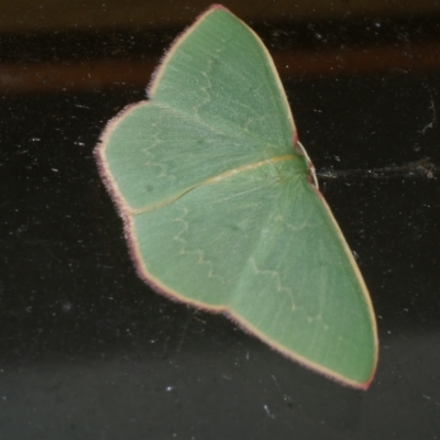 Chlorocoma dichloraria (Guenee's or Double-fringed Emerald) at Freshwater Creek, VIC - 9 May 2021 by WendyEM