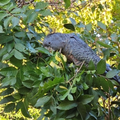 Callocephalon fimbriatum (Gang-gang Cockatoo) at Cook, ACT - 21 Apr 2023 by Jennybach