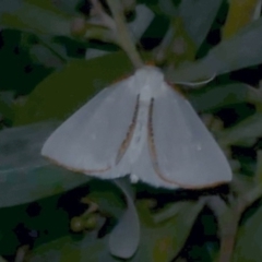 Thalaina selenaea (Orange-rimmed Satin Moth) at Freshwater Creek, VIC - 1 May 2021 by WendyEM