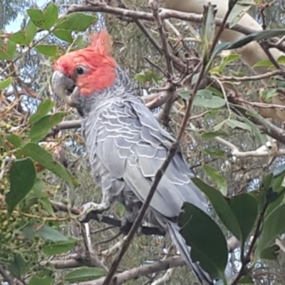 Callocephalon fimbriatum (Gang-gang Cockatoo) at Cook, ACT - 23 Feb 2020 by Jennybach