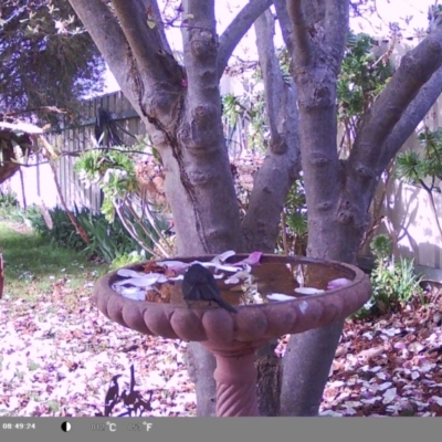 Rhipidura leucophrys (Willie Wagtail) at North Albury, NSW - 8 Sep 2024 by Darcy