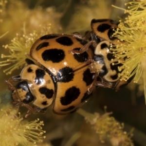 Harmonia conformis at Melba, ACT - 7 Sep 2024 05:27 PM