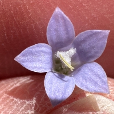 Wahlenbergia gracilis (Australian Bluebell) at Kangaroo Valley, NSW - 9 Sep 2024 by lbradley