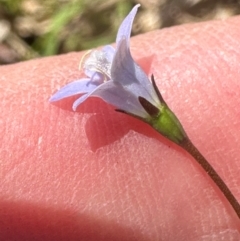 Wahlenbergia gracilis at Kangaroo Valley, NSW - suppressed