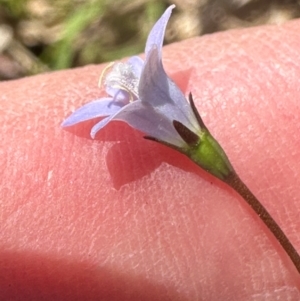 Wahlenbergia gracilis at Kangaroo Valley, NSW - suppressed