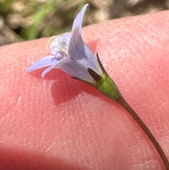 Wahlenbergia gracilis at Kangaroo Valley, NSW - suppressed