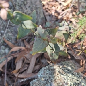 Veronica perfoliata at Fadden, ACT - 9 Sep 2024 11:37 AM