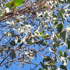 Eucalyptus dives (Broad-leaved Peppermint) at Richardson, ACT - 9 Sep 2024 by LPadg