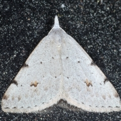 Dichromodes estigmaria (Pale Grey Heath Moth) at Rosedale, NSW - 8 Sep 2024 by jb2602