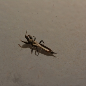 Phlaeothripidae sp. (family) at Macgregor, ACT - 3 Sep 2024 08:44 PM