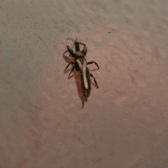 Phlaeothripidae sp. (family) at Macgregor, ACT - 3 Sep 2024 08:44 PM