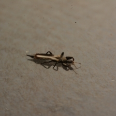 Phlaeothripidae sp. (family) at Macgregor, ACT - 3 Sep 2024 08:44 PM