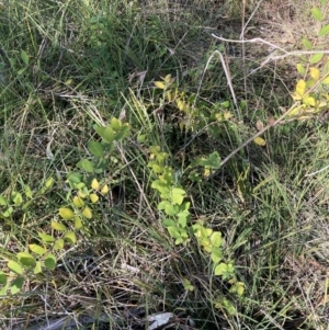 Lonicera fragrantissima at Hackett, ACT - 9 Sep 2024 10:11 AM