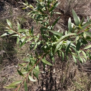 Hakea salicifolia subsp. salicifolia at Hackett, ACT - 9 Sep 2024 10:11 AM