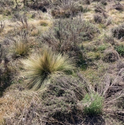 Nassella trichotoma (Serrated Tussock) at Hackett, ACT - 9 Sep 2024 by waltraud