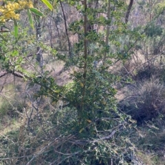 Pyracantha sp. (Firethorn) at Hackett, ACT - 9 Sep 2024 by waltraud