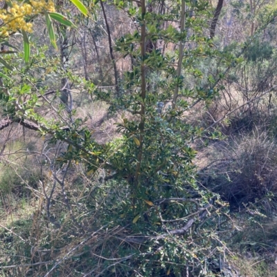 Pyracantha sp. (Firethorn) at Hackett, ACT - 9 Sep 2024 by waltraud