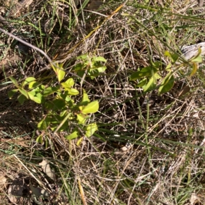 Ligustrum lucidum (Large-leaved Privet) at Hackett, ACT - 9 Sep 2024 by waltraud