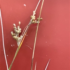 Juncus subsecundus (Finger Rush) at Dickson, ACT - 9 Sep 2024 by ICrawford