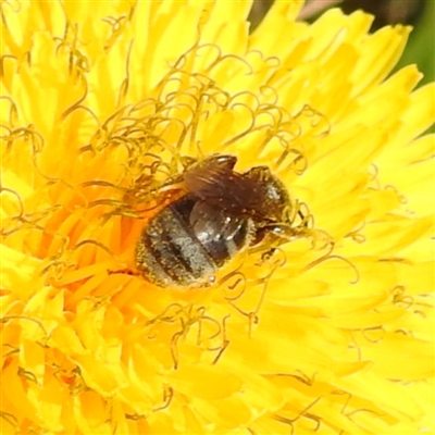 Lasioglossum (Chilalictus) lanarium (Halictid bee) at Kambah, ACT - 9 Sep 2024 by HelenCross