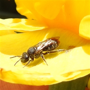 Lasioglossum (Chilalictus) sp. (genus & subgenus) at Kambah, ACT - 9 Sep 2024 11:33 AM