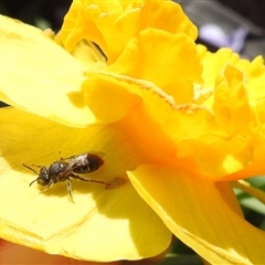 Lasioglossum (Chilalictus) sp. (genus & subgenus) at Kambah, ACT - 9 Sep 2024