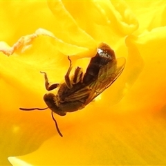 Lasioglossum (Chilalictus) sp. (genus & subgenus) at Kambah, ACT - 9 Sep 2024 11:33 AM