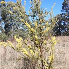 Acacia pravissima at Kambah, ACT - 9 Sep 2024 02:06 PM