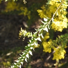 Acacia pravissima at Kambah, ACT - 9 Sep 2024 02:06 PM