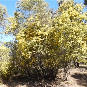 Acacia pravissima at Kambah, ACT - 9 Sep 2024 02:06 PM