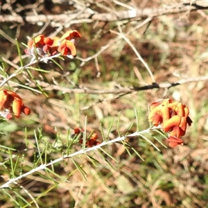 Dillwynia sp. Yetholme (P.C.Jobson 5080) NSW Herbarium at Kambah, ACT - 9 Sep 2024 02:13 PM