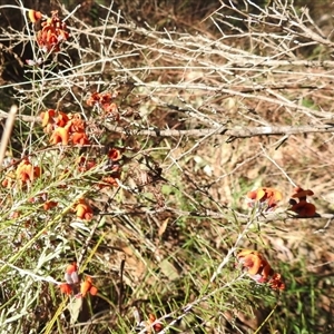 Dillwynia sp. Yetholme (P.C.Jobson 5080) NSW Herbarium at Kambah, ACT - 9 Sep 2024 02:13 PM