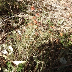 Dillwynia sp. Yetholme (P.C.Jobson 5080) NSW Herbarium at Kambah, ACT - 9 Sep 2024 02:13 PM