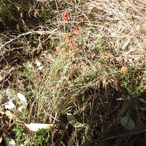Dillwynia sp. Yetholme (P.C.Jobson 5080) NSW Herbarium at Kambah, ACT - 9 Sep 2024 02:13 PM