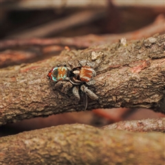 Maratus calcitrans (Kicking peacock spider) at Aranda, ACT - 7 Sep 2024 by Gallpix