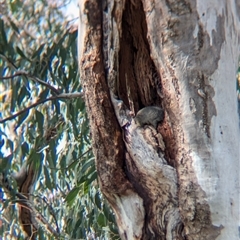 Trichosurus vulpecula (Common Brushtail Possum) at Bandiana, VIC - 8 Sep 2024 by Darcy