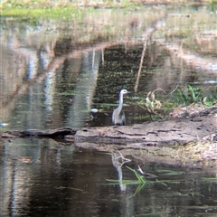 Egretta novaehollandiae (White-faced Heron) at Bonegilla, VIC - 8 Sep 2024 by Darcy