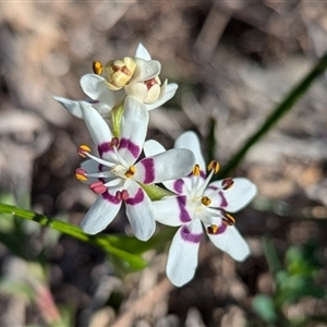 Wurmbea dioica subsp. dioica at Kambah, ACT - 9 Sep 2024