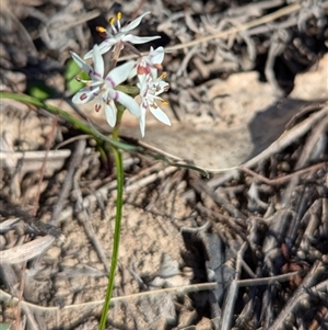 Wurmbea dioica subsp. dioica at Kambah, ACT - 9 Sep 2024 02:49 PM