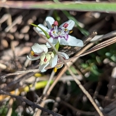 Wurmbea dioica subsp. dioica at Kambah, ACT - 9 Sep 2024 02:49 PM